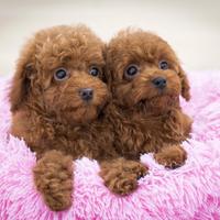 Cuccioli D'appartamento