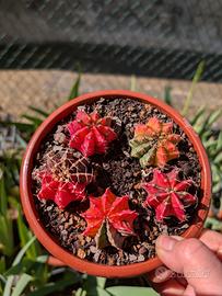 Gymnocalycium mihanovicii variegato - 1 pianta