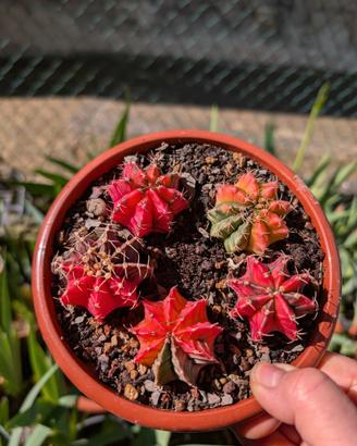 Gymnocalycium mihanovicii variegato - 1 pianta