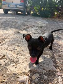 disponibili chihuahua