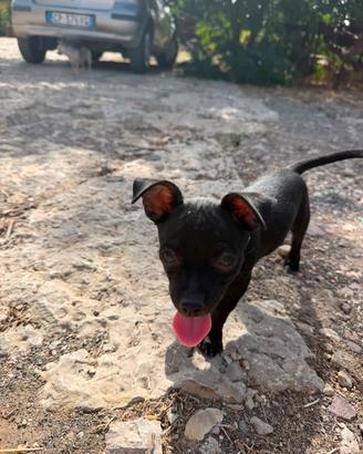 disponibili chihuahua