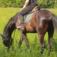 Cavallo per trekking, passeggiate, lavoro in campo