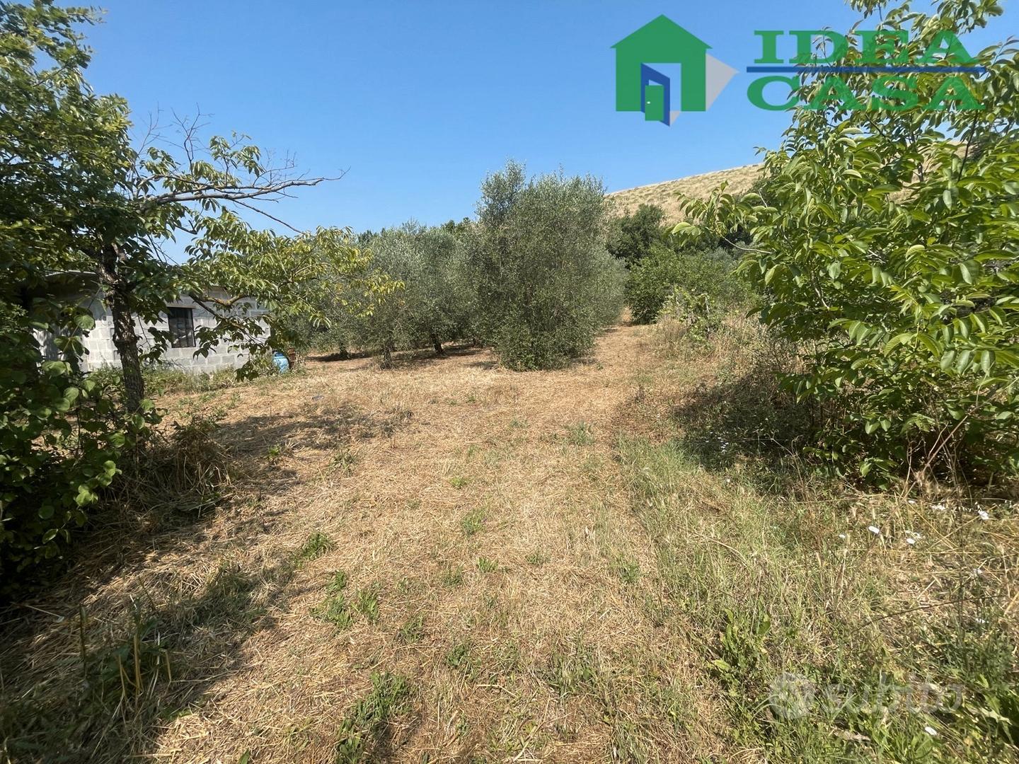 Terreno con Uliveto e Vigneto - Vista 2