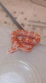 Serpente del grano albino het anery 100%
