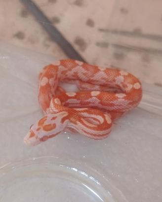 Serpente del grano albino het anery 100%