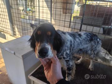 2 setter tricolori femmine con pedigree