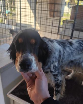 2 setter tricolori femmine con pedigree