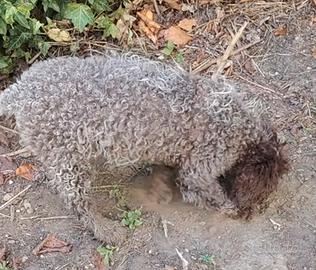 Lagotto Romagnolo 