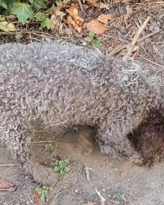 Lagotto Romagnolo 