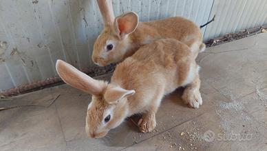 Conigli Fulvo di Borgogna