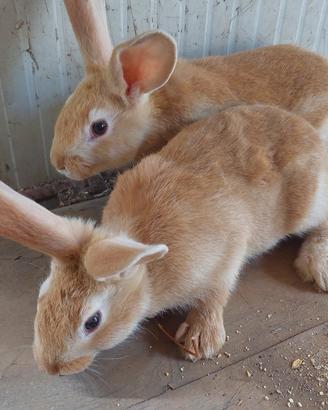 Conigli Fulvo di Borgogna