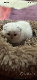 Scottish fold straight