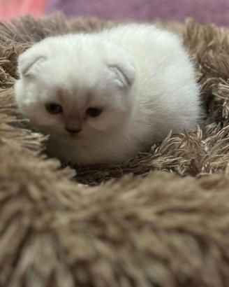 Scottish fold straight