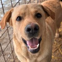 RIO, stupendo mix LABRADOR dolcissimo
