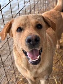 RIO, stupendo mix LABRADOR dolcissimo
