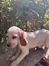 Cucciolo setter puro