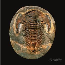 Minerali - Fossili - Pietre