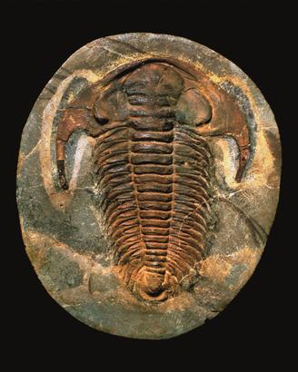 Minerali - Fossili - Pietre