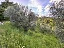 ter-agricolo-a-pistoia