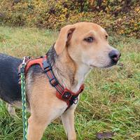 Cucciolo meticcio beagle