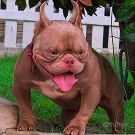 American Bully Exotic Micro