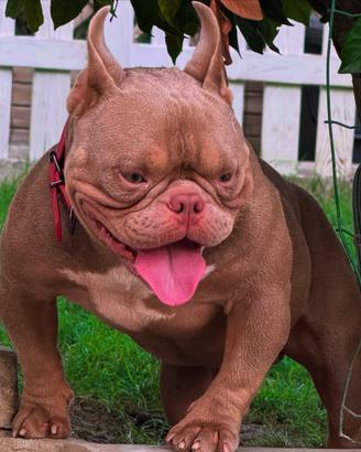 American Bully Exotic Micro