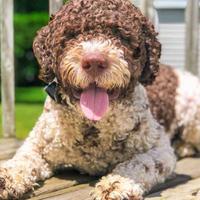 Lagotto addestrato