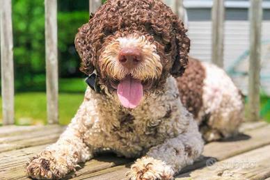Lagotto addestrato