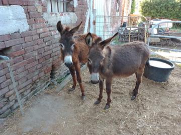 Piccoli asinelli