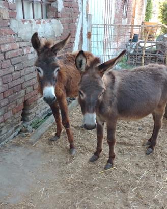 Piccoli asinelli