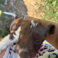 Cuccioli da tartufo Lagotto/sanminiatese