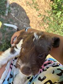 Cuccioli da tartufo Lagotto/sanminiatese