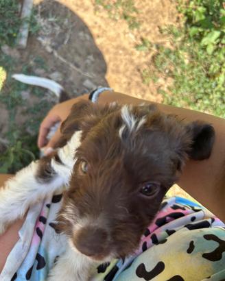 Cuccioli da tartufo Lagotto/sanminiatese