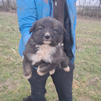 Cuccioli pastore lagorai