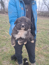 Cuccioli pastore lagorai