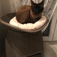 Siamese