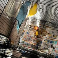 Pappagalli Parrocchetti collar