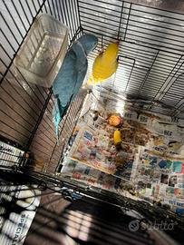 Pappagalli Parrocchetti collar