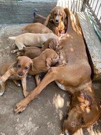 Cuccioli di Segugio Maremmano con pedigree