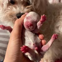 Cucciolata maltese