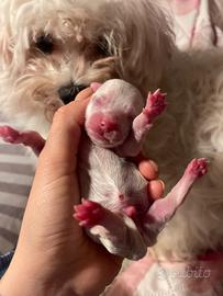 Cucciolata maltese