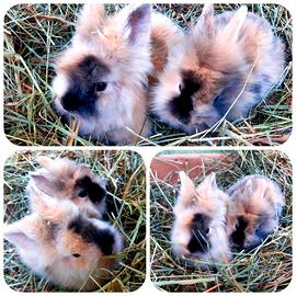 Conigli coniglietti Testa Leone e Ariete minilop