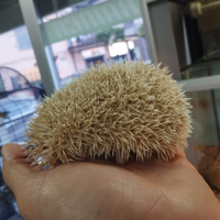 Riccio africano baby