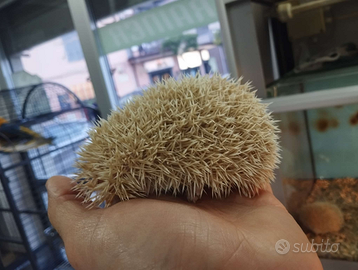 Riccio africano baby