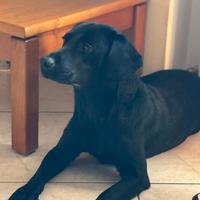 Regalocucciolo di Labrador 3 anni taglia media