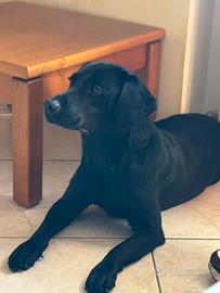 Regalocucciolo di Labrador 3 anni taglia media