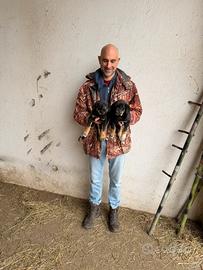 Cuccioli di Pastore Tedesco X Belga