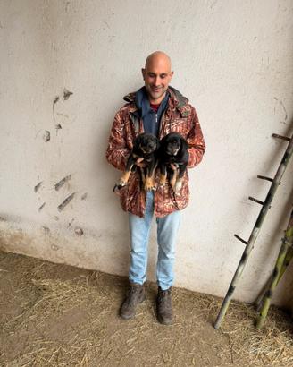 Cuccioli di Pastore Tedesco X Belga