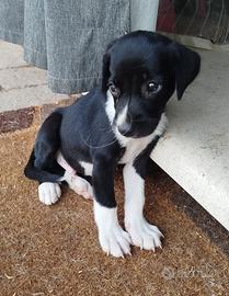 Cucciolo Whippet piccolo levriero X chihuahua