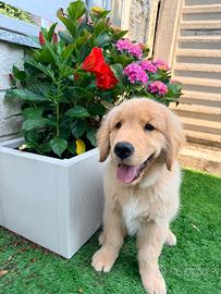 Cucciolo di Golden retriver americano